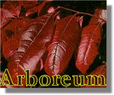 Arboreum Genealogy Software